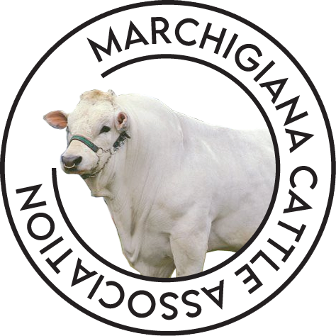 The Marchigiana Cattle Association